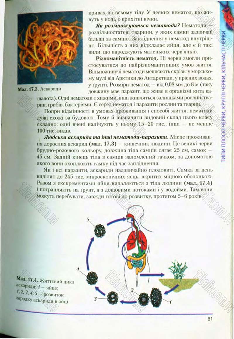 Сторінка 81 - Підручник Біологія 8 клас Т.І. Базанова, Ю.В. Павіченко, О.Г. Шатровський 2008