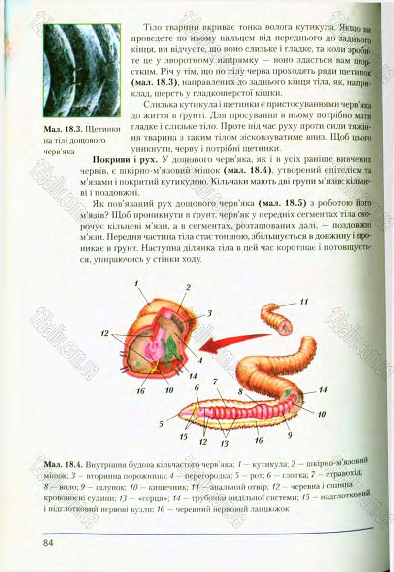 Сторінка 84 - Підручник Біологія 8 клас Т.І. Базанова, Ю.В. Павіченко, О.Г. Шатровський 2008
