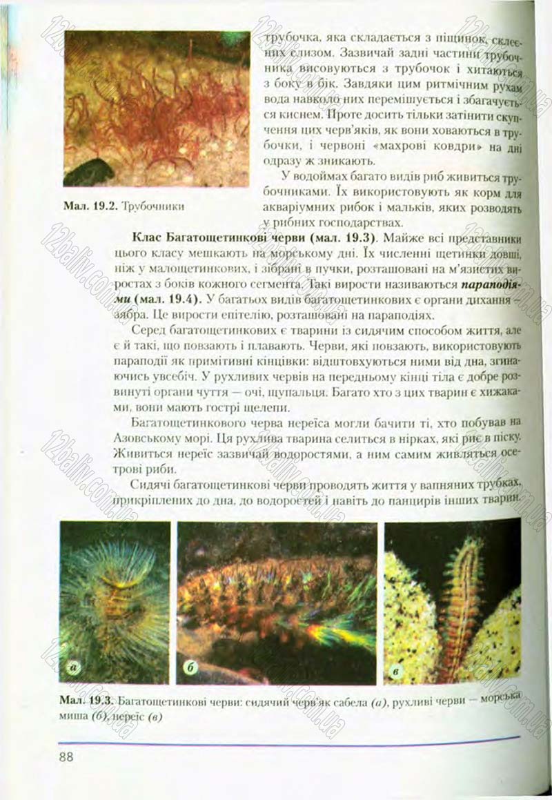 Сторінка 88 - Підручник Біологія 8 клас Т.І. Базанова, Ю.В. Павіченко, О.Г. Шатровський 2008