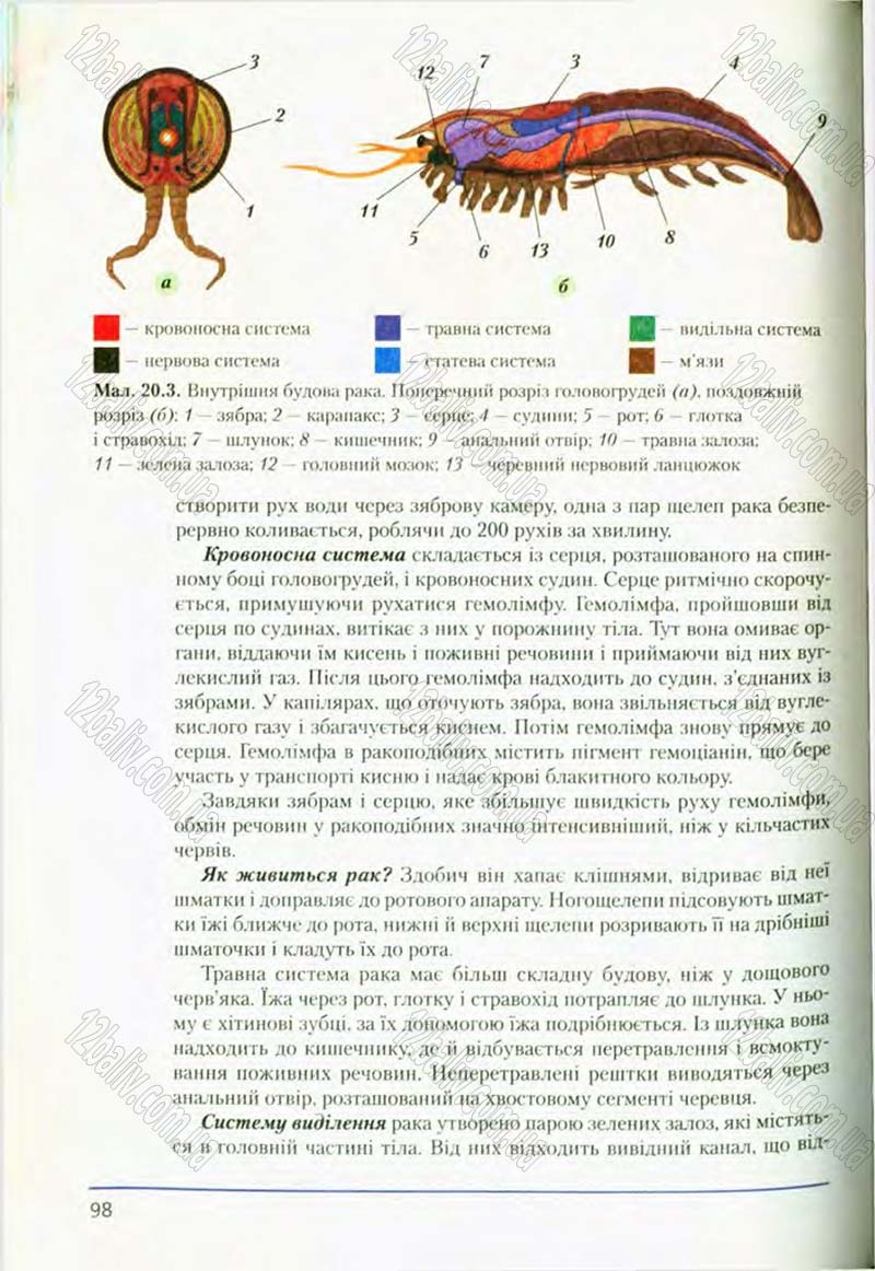 Сторінка 98 - Підручник Біологія 8 клас Т.І. Базанова, Ю.В. Павіченко, О.Г. Шатровський 2008