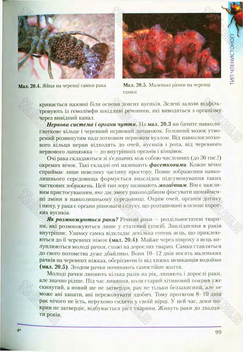 Сторінка 99 - Підручник Біологія 8 клас Т.І. Базанова, Ю.В. Павіченко, О.Г. Шатровський 2008