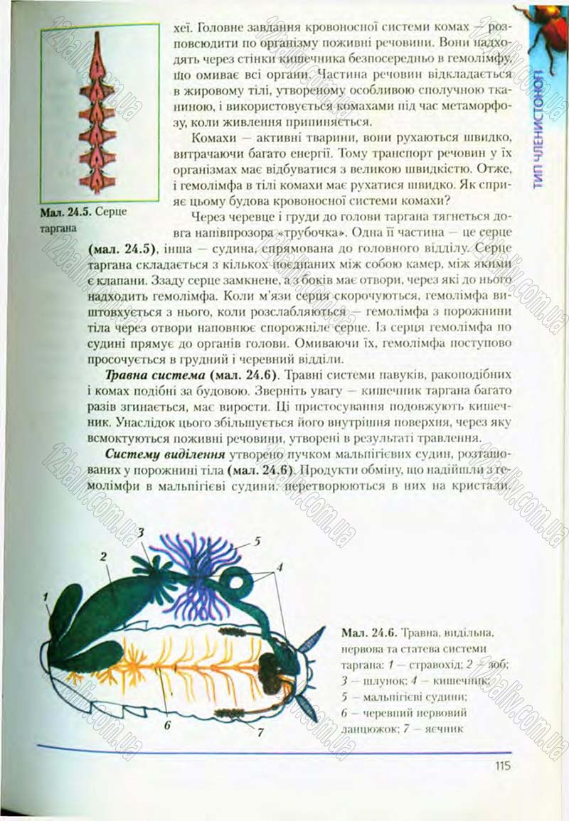 Сторінка 115 - Підручник Біологія 8 клас Т.І. Базанова, Ю.В. Павіченко, О.Г. Шатровський 2008
