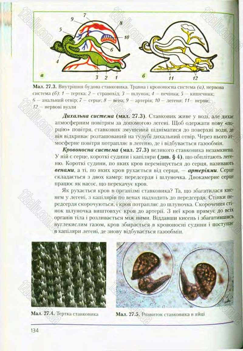Сторінка 134 - Підручник Біологія 8 клас Т.І. Базанова, Ю.В. Павіченко, О.Г. Шатровський 2008