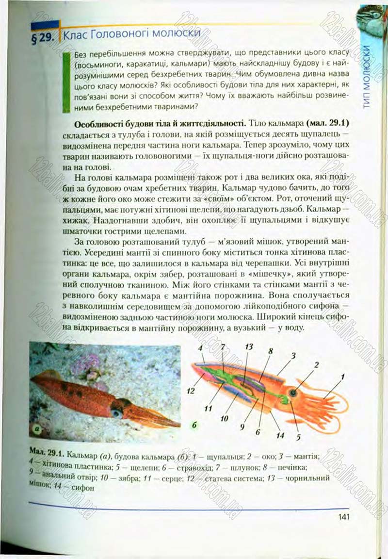 Сторінка 141 - Підручник Біологія 8 клас Т.І. Базанова, Ю.В. Павіченко, О.Г. Шатровський 2008