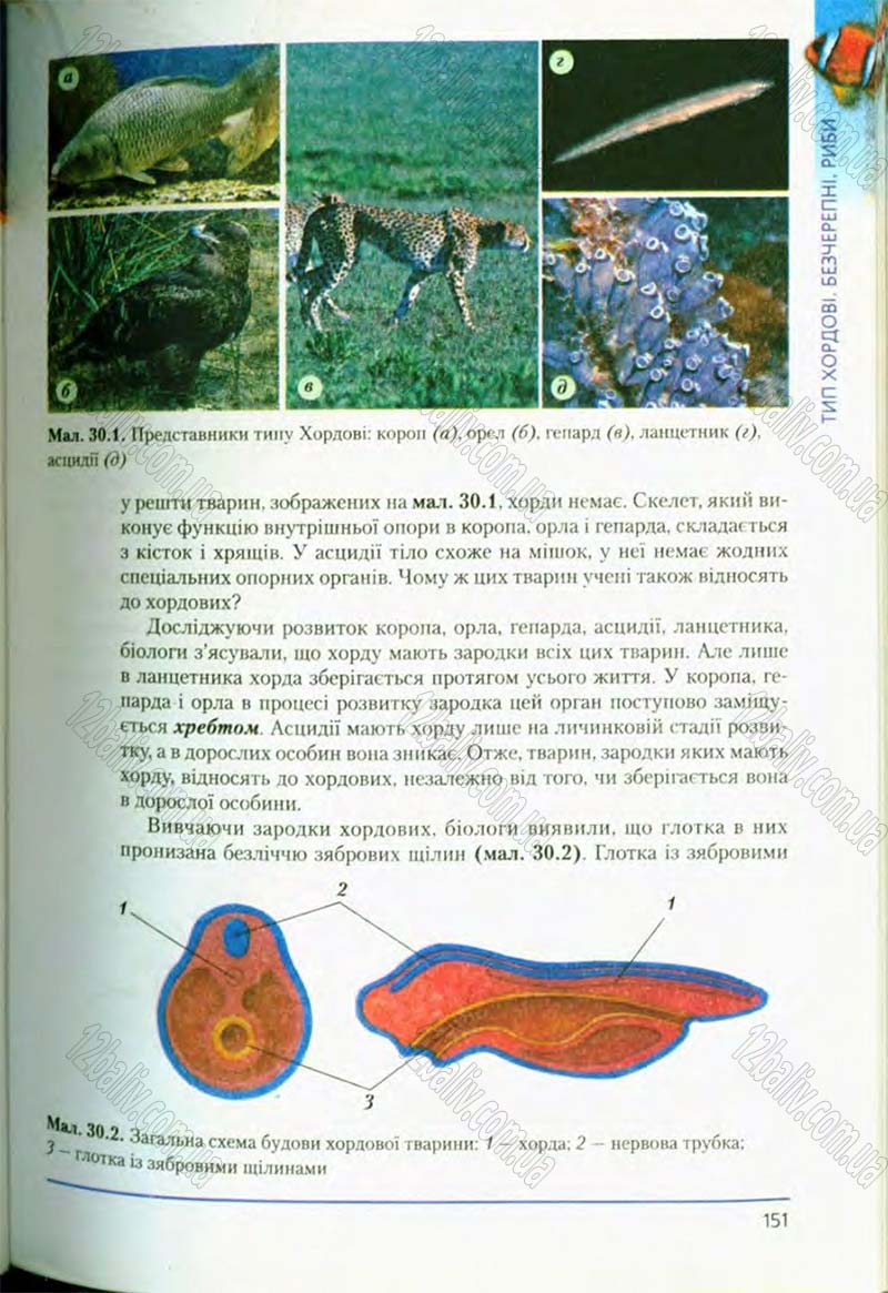 Сторінка 151 - Підручник Біологія 8 клас Т.І. Базанова, Ю.В. Павіченко, О.Г. Шатровський 2008