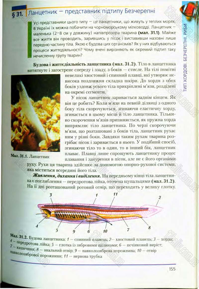 Сторінка 155 - Підручник Біологія 8 клас Т.І. Базанова, Ю.В. Павіченко, О.Г. Шатровський 2008