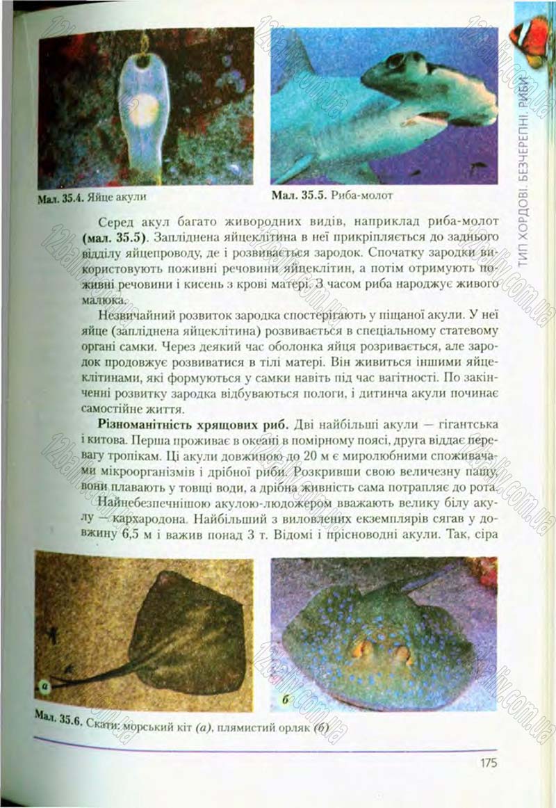Сторінка 175 - Підручник Біологія 8 клас Т.І. Базанова, Ю.В. Павіченко, О.Г. Шатровський 2008