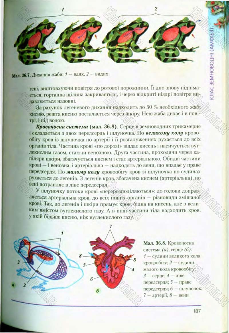 Сторінка 187 - Підручник Біологія 8 клас Т.І. Базанова, Ю.В. Павіченко, О.Г. Шатровський 2008