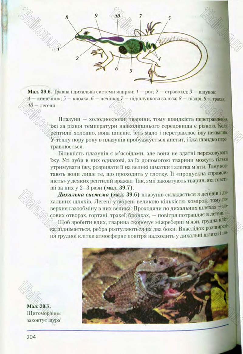 Сторінка 204 - Підручник Біологія 8 клас Т.І. Базанова, Ю.В. Павіченко, О.Г. Шатровський 2008