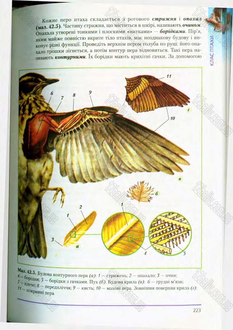 Сторінка 223 - Підручник Біологія 8 клас Т.І. Базанова, Ю.В. Павіченко, О.Г. Шатровський 2008
