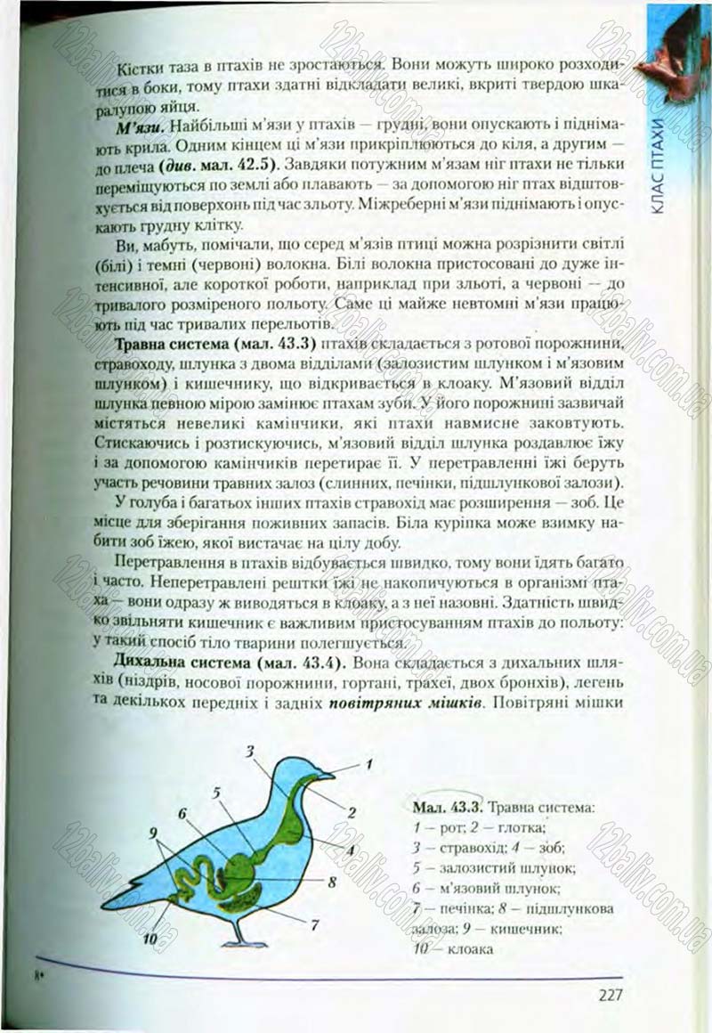 Сторінка 227 - Підручник Біологія 8 клас Т.І. Базанова, Ю.В. Павіченко, О.Г. Шатровський 2008