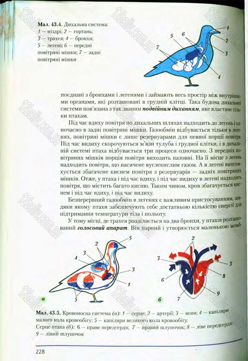 Сторінка 228 - Підручник Біологія 8 клас Т.І. Базанова, Ю.В. Павіченко, О.Г. Шатровський 2008