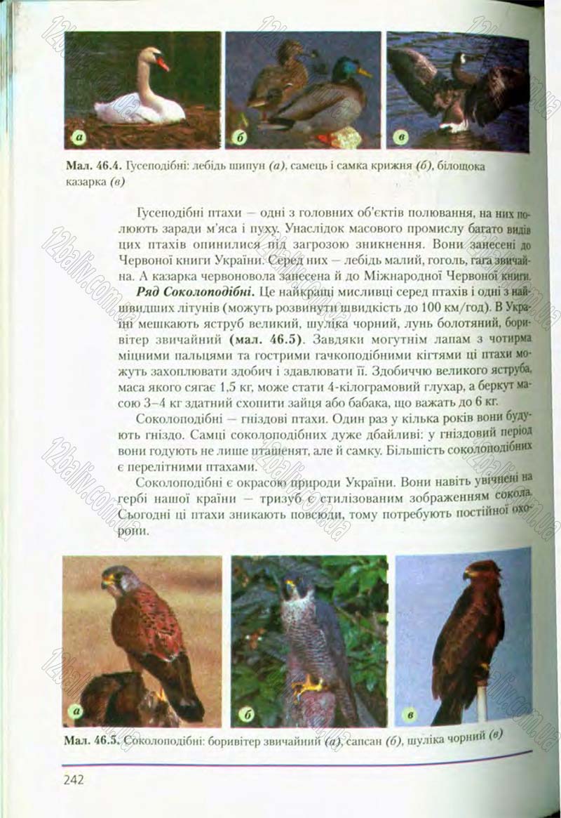 Сторінка 242 - Підручник Біологія 8 клас Т.І. Базанова, Ю.В. Павіченко, О.Г. Шатровський 2008