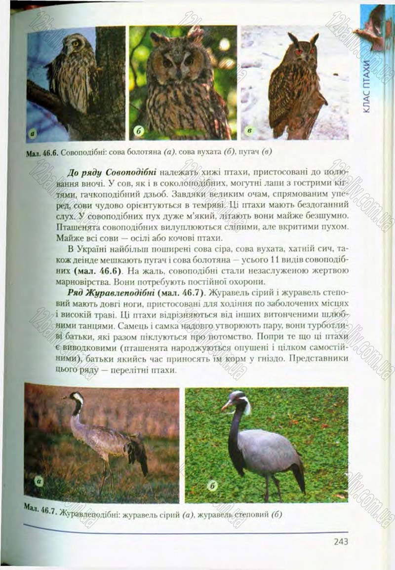 Сторінка 243 - Підручник Біологія 8 клас Т.І. Базанова, Ю.В. Павіченко, О.Г. Шатровський 2008