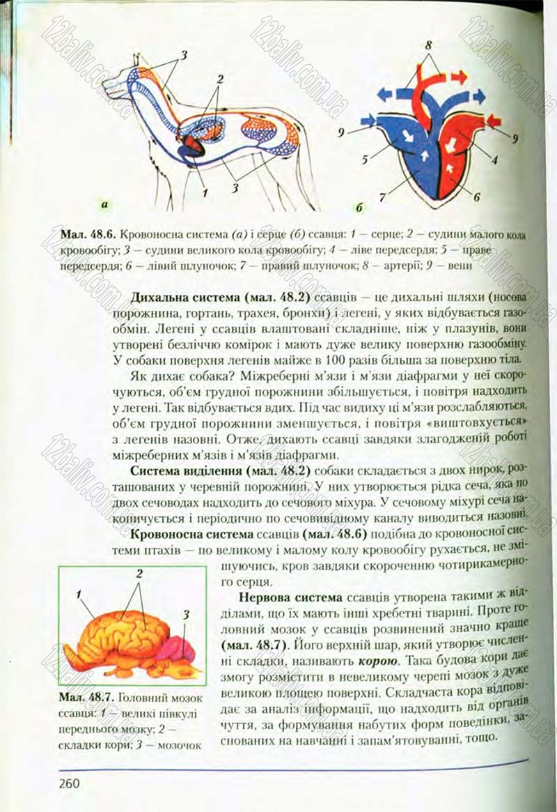 Сторінка 260 - Підручник Біологія 8 клас Т.І. Базанова, Ю.В. Павіченко, О.Г. Шатровський 2008