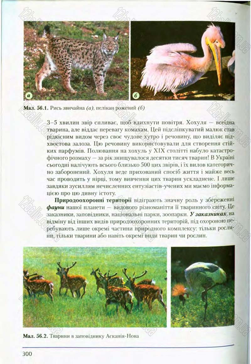 Сторінка 300 - Підручник Біологія 8 клас Т.І. Базанова, Ю.В. Павіченко, О.Г. Шатровський 2008