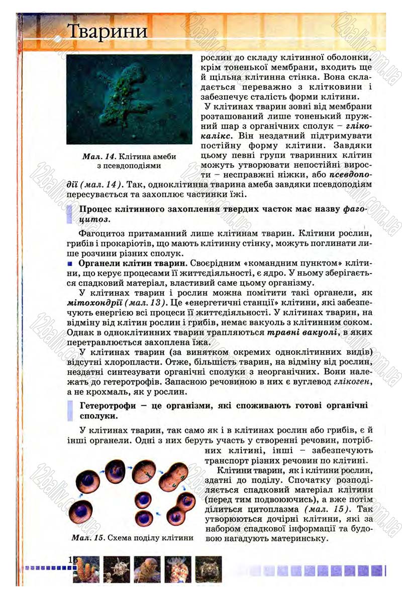 Сторінка 16 - Підручник Біологія 8 клас В.В. Серебряков, П.Г. Балан 2008