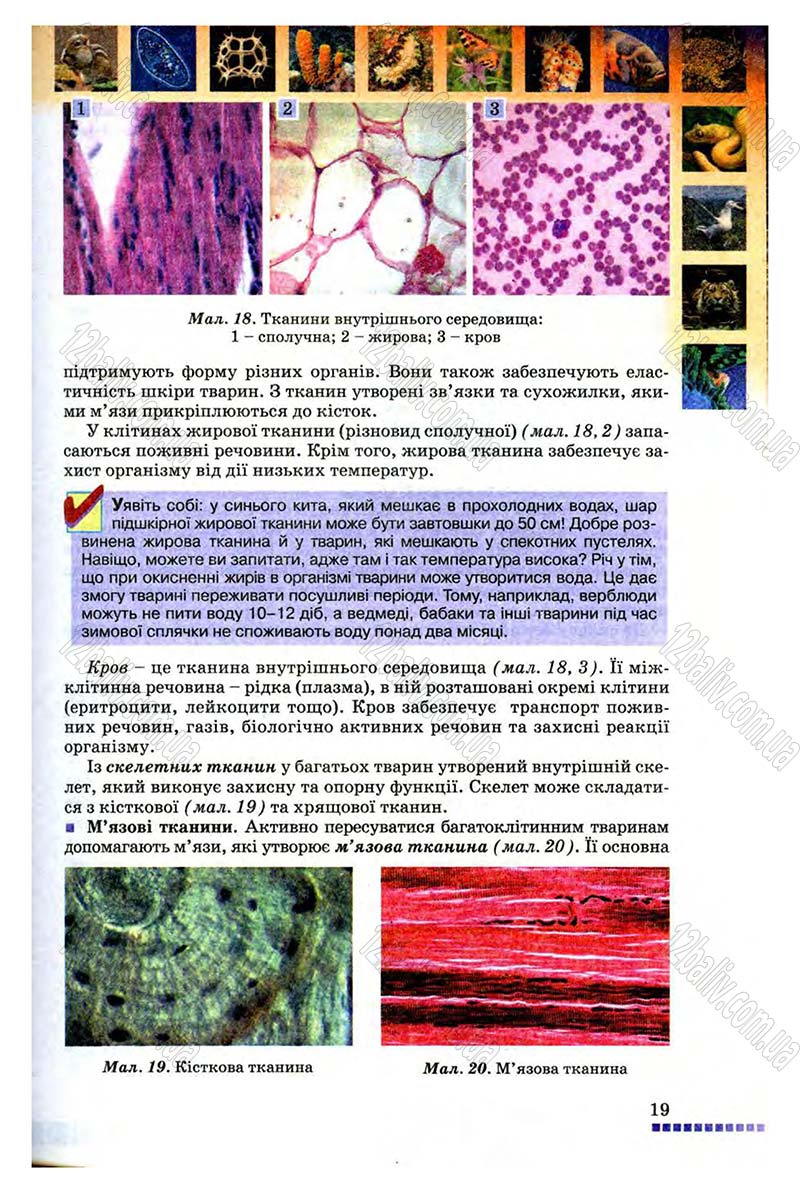 Сторінка 19 - Підручник Біологія 8 клас В.В. Серебряков, П.Г. Балан 2008