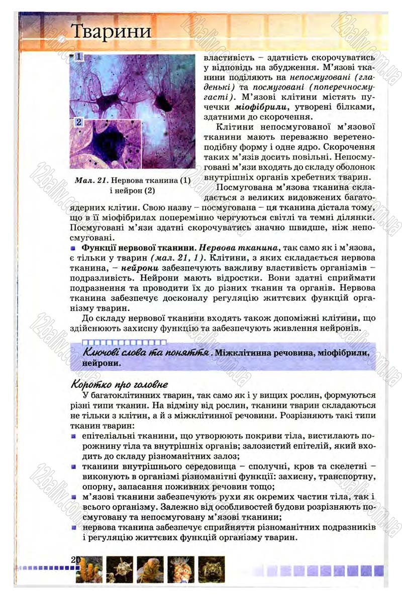 Сторінка 20 - Підручник Біологія 8 клас В.В. Серебряков, П.Г. Балан 2008