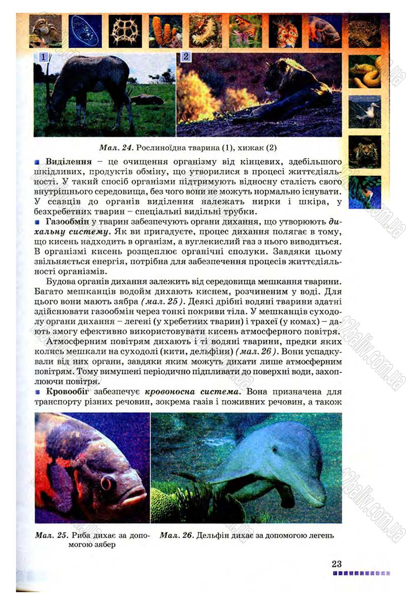 Сторінка 23 - Підручник Біологія 8 клас В.В. Серебряков, П.Г. Балан 2008