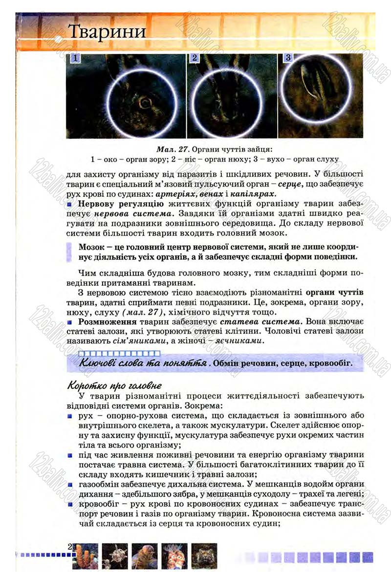 Сторінка 24 - Підручник Біологія 8 клас В.В. Серебряков, П.Г. Балан 2008