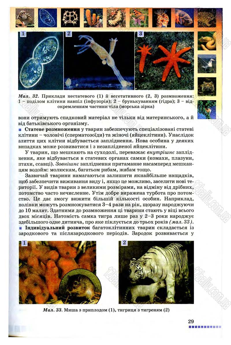 Сторінка 29 - Підручник Біологія 8 клас В.В. Серебряков, П.Г. Балан 2008