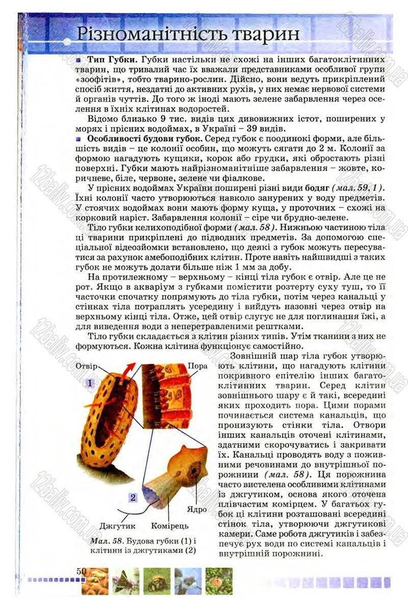 Сторінка 50 - Підручник Біологія 8 клас В.В. Серебряков, П.Г. Балан 2008