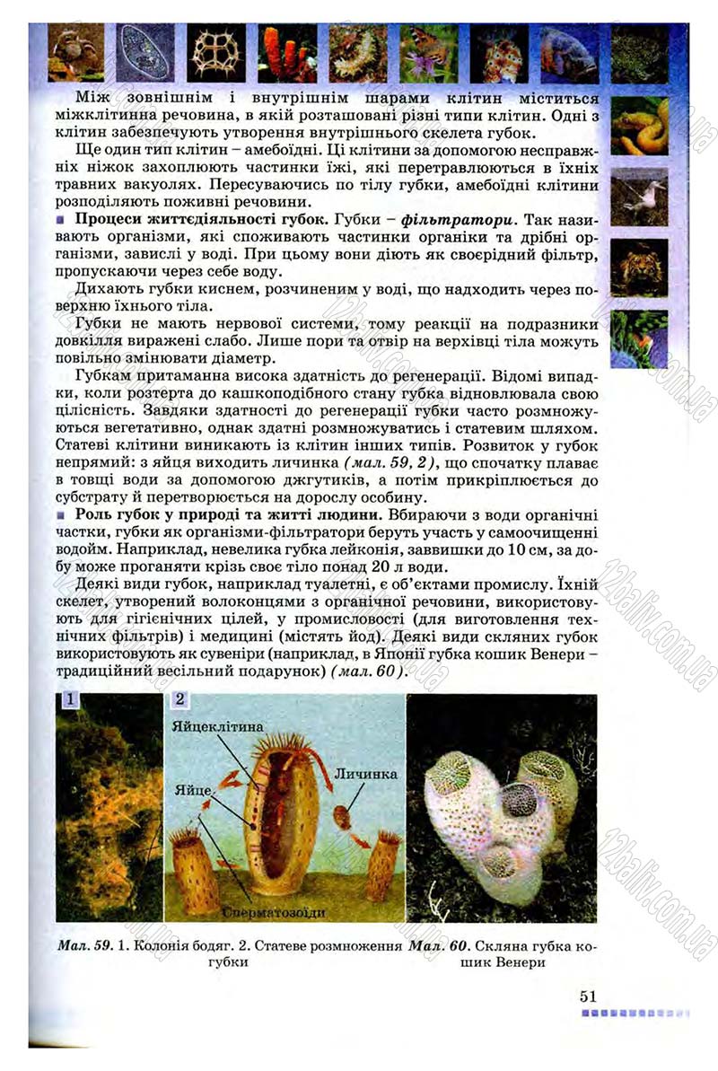 Сторінка 51 - Підручник Біологія 8 клас В.В. Серебряков, П.Г. Балан 2008