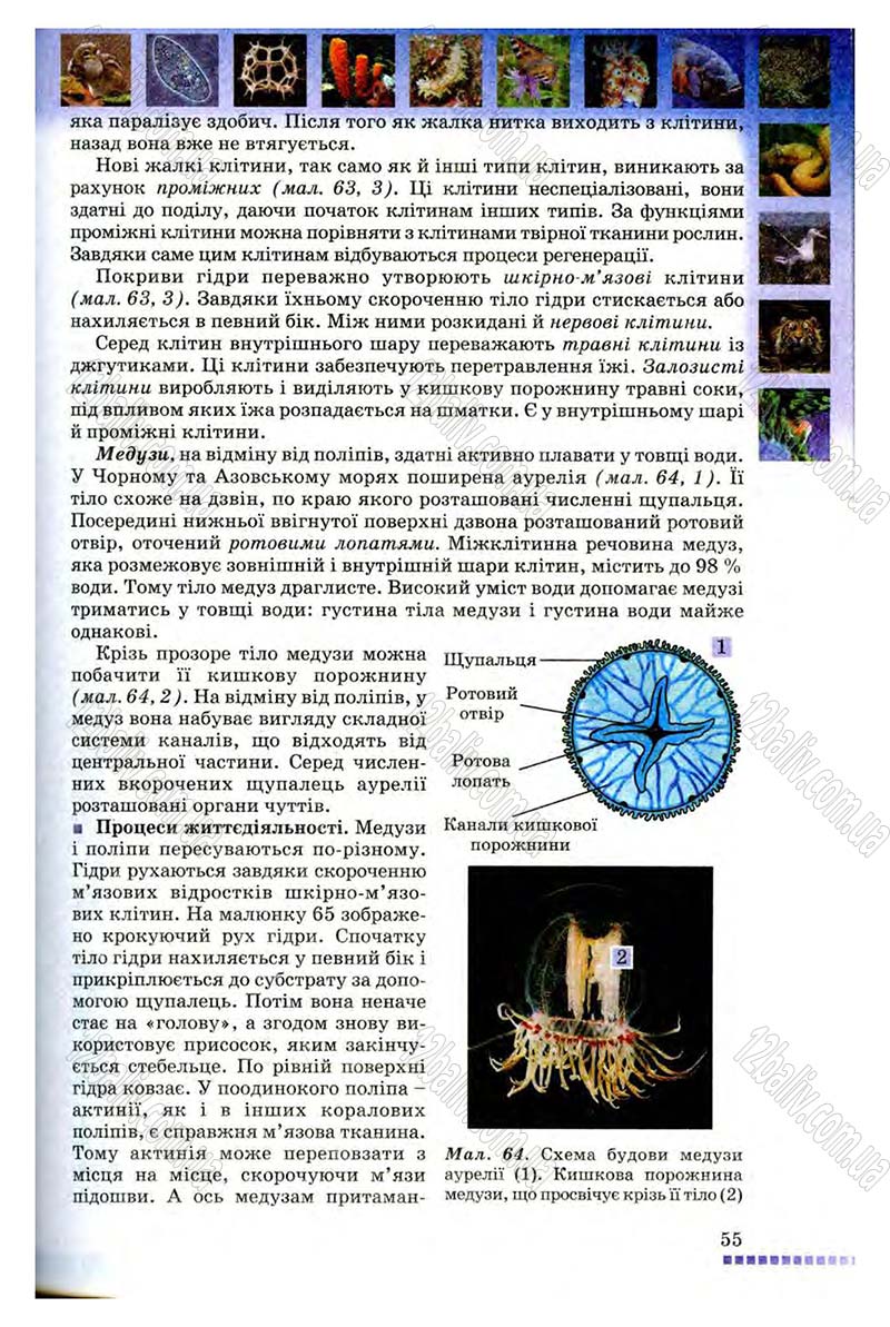 Сторінка 55 - Підручник Біологія 8 клас В.В. Серебряков, П.Г. Балан 2008