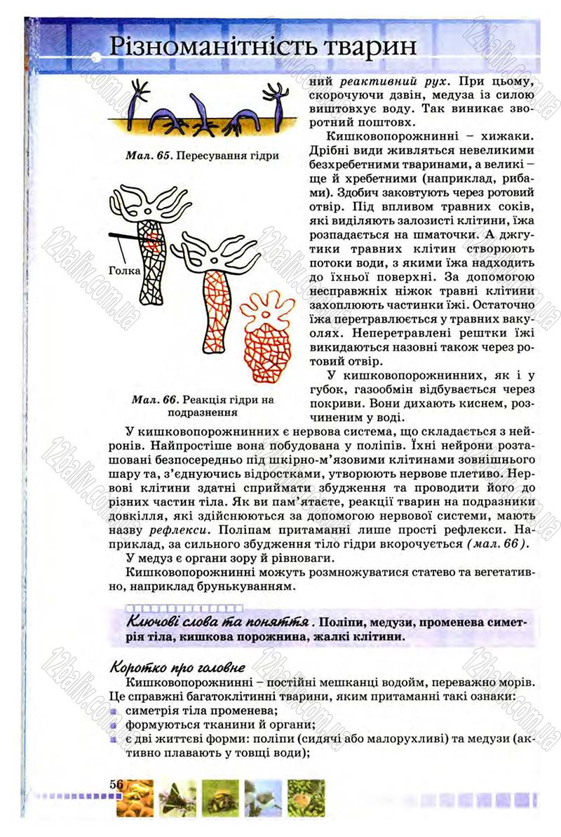 Сторінка 56 - Підручник Біологія 8 клас В.В. Серебряков, П.Г. Балан 2008