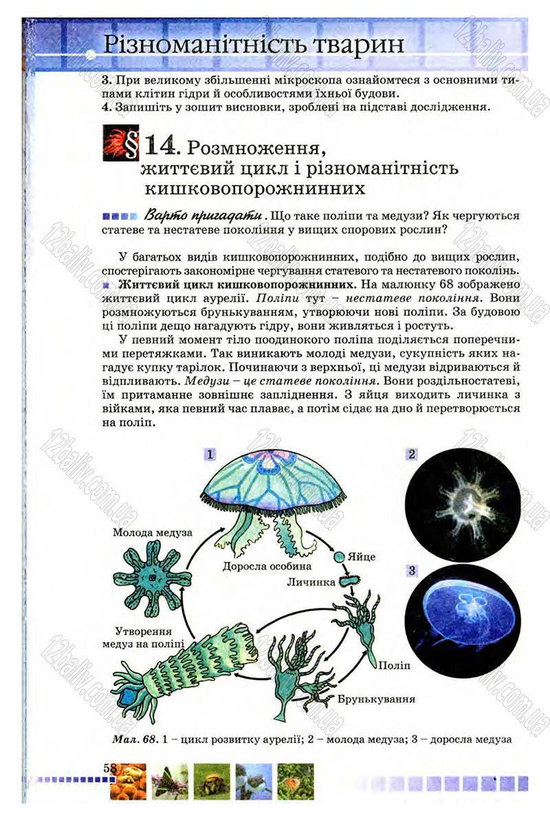 Сторінка 58 - Підручник Біологія 8 клас В.В. Серебряков, П.Г. Балан 2008