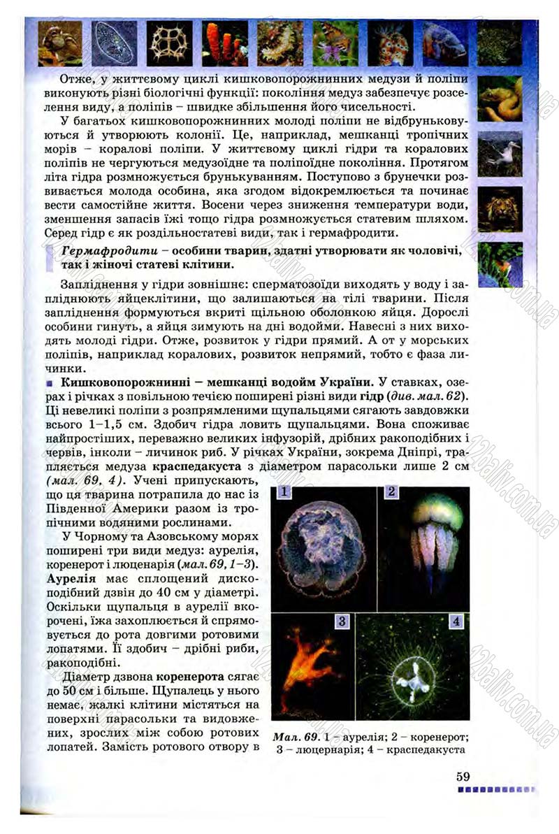 Сторінка 59 - Підручник Біологія 8 клас В.В. Серебряков, П.Г. Балан 2008