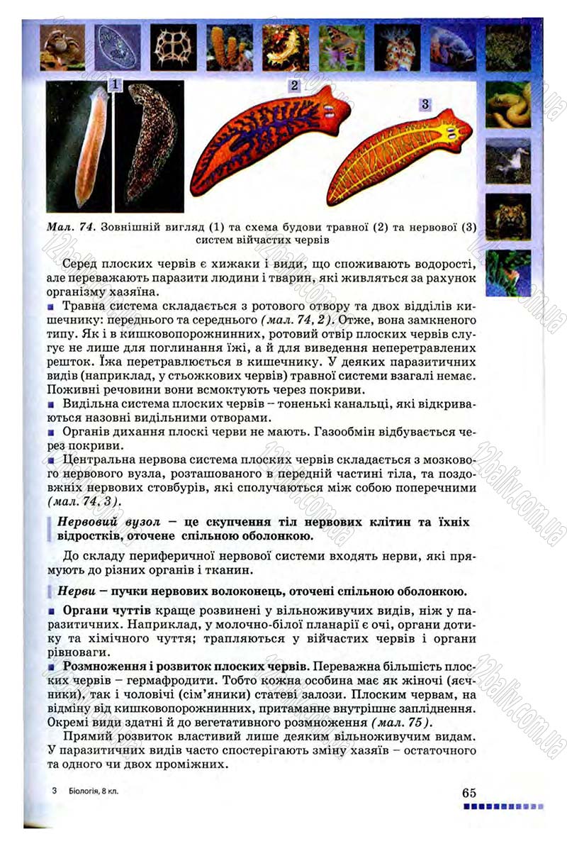Сторінка 65 - Підручник Біологія 8 клас В.В. Серебряков, П.Г. Балан 2008