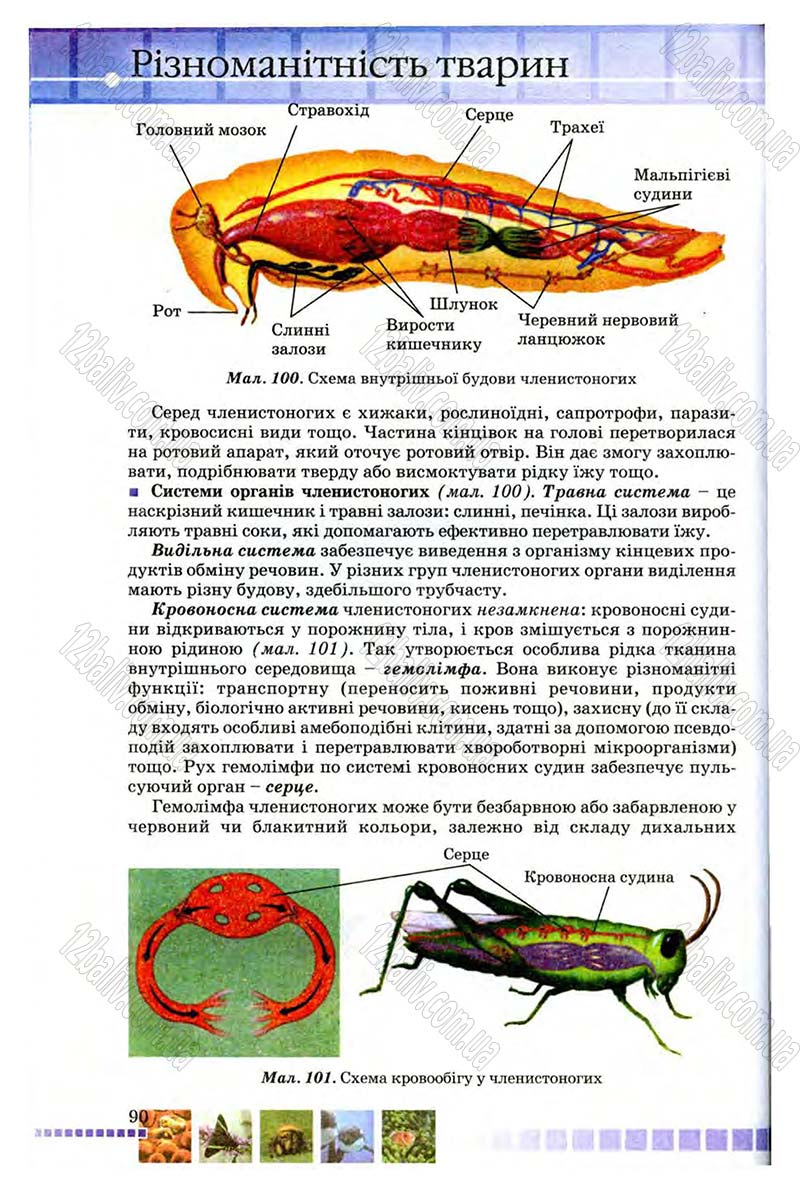 Сторінка 90 - Підручник Біологія 8 клас В.В. Серебряков, П.Г. Балан 2008