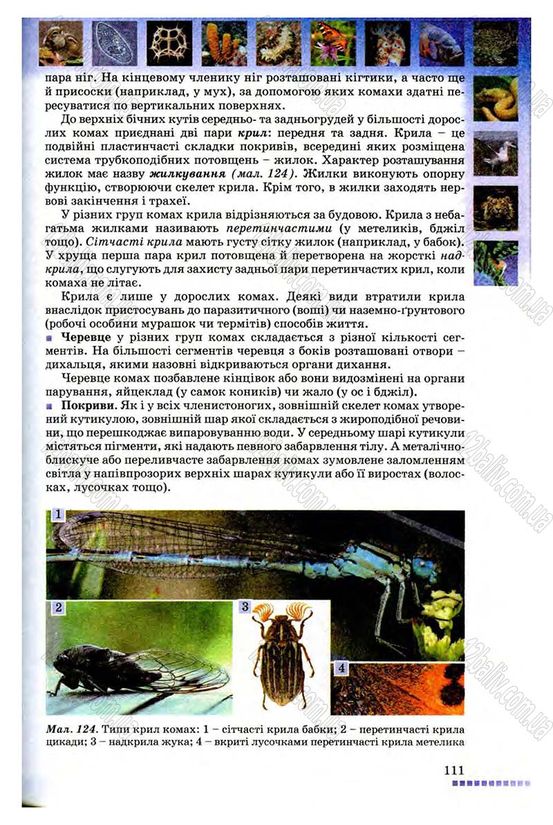 Сторінка 111 - Підручник Біологія 8 клас В.В. Серебряков, П.Г. Балан 2008