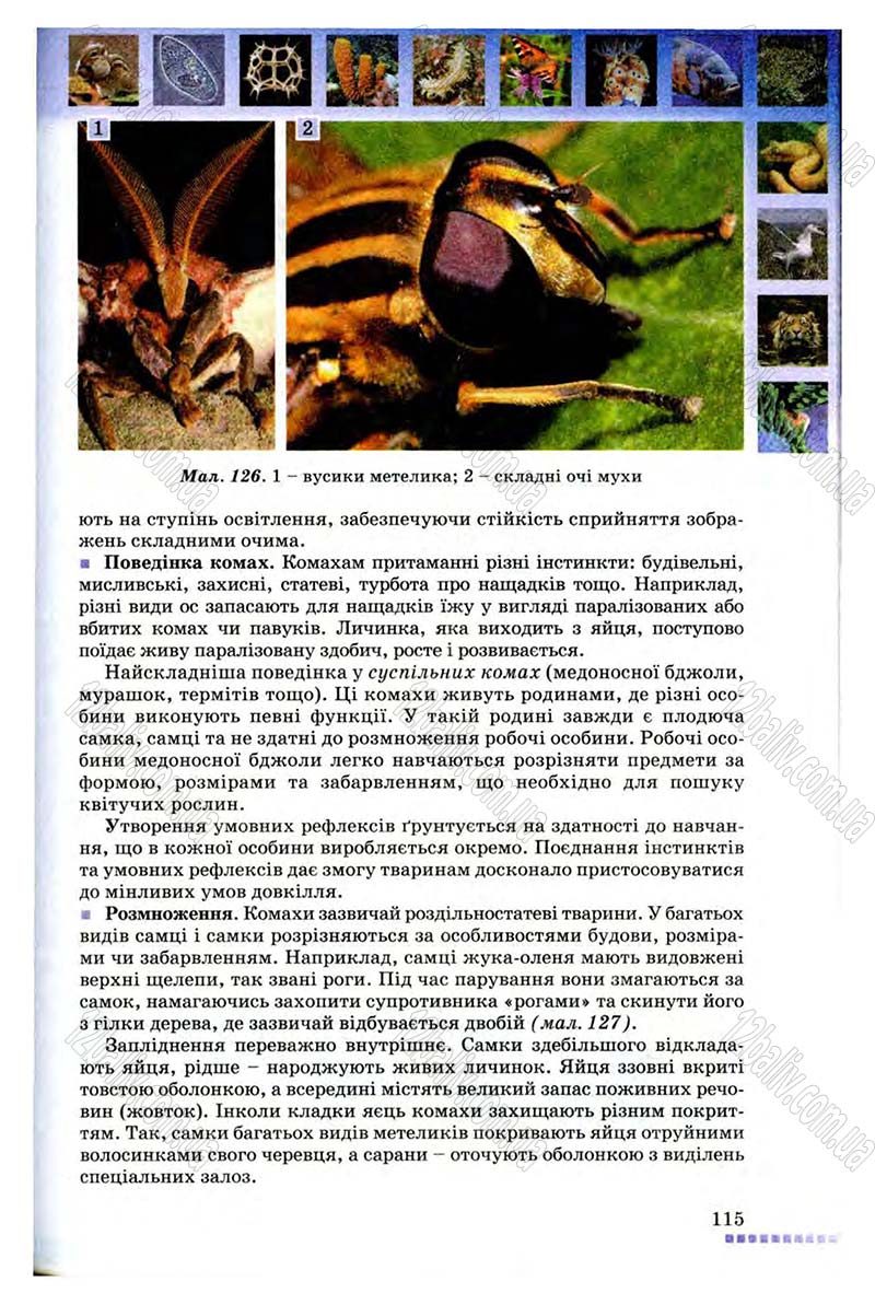 Сторінка 115 - Підручник Біологія 8 клас В.В. Серебряков, П.Г. Балан 2008