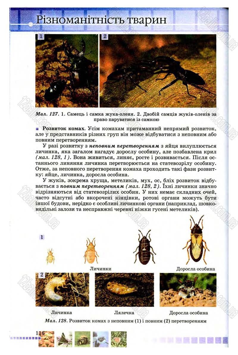 Сторінка 116 - Підручник Біологія 8 клас В.В. Серебряков, П.Г. Балан 2008