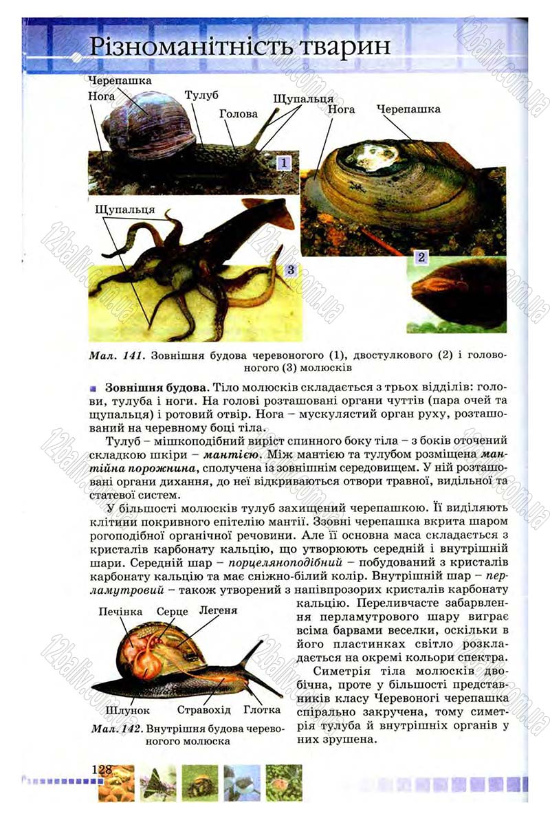 Сторінка 128 - Підручник Біологія 8 клас В.В. Серебряков, П.Г. Балан 2008