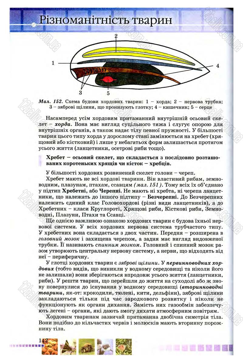 Сторінка 142 - Підручник Біологія 8 клас В.В. Серебряков, П.Г. Балан 2008