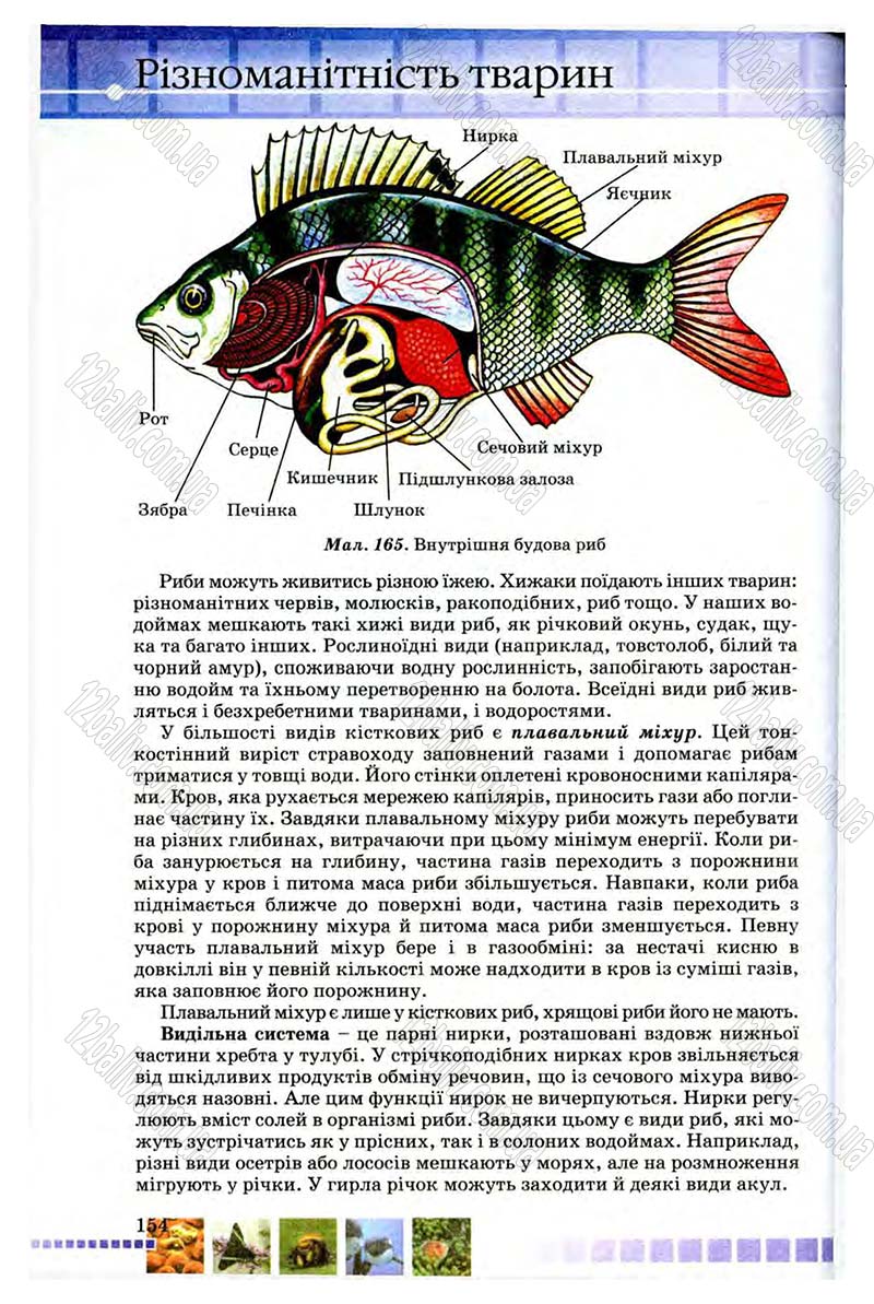 Сторінка 154 - Підручник Біологія 8 клас В.В. Серебряков, П.Г. Балан 2008