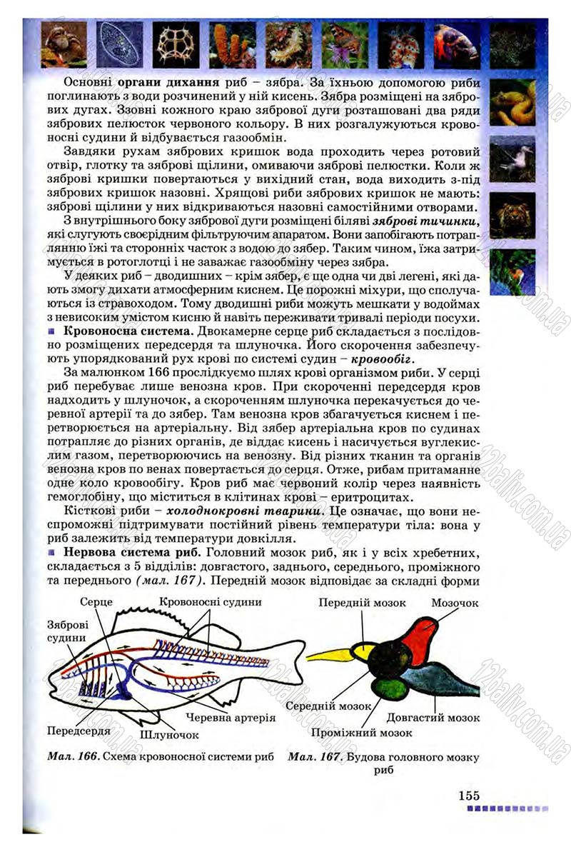 Сторінка 155 - Підручник Біологія 8 клас В.В. Серебряков, П.Г. Балан 2008