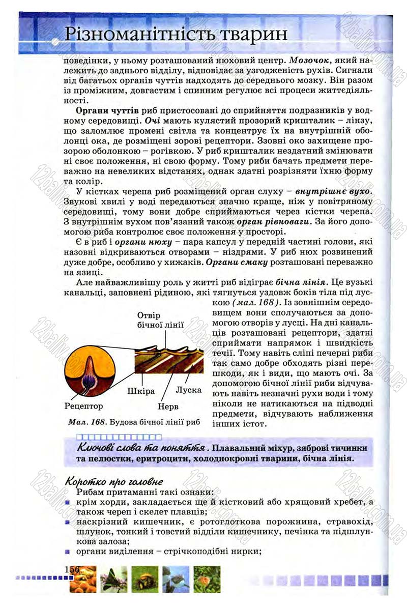 Сторінка 156 - Підручник Біологія 8 клас В.В. Серебряков, П.Г. Балан 2008