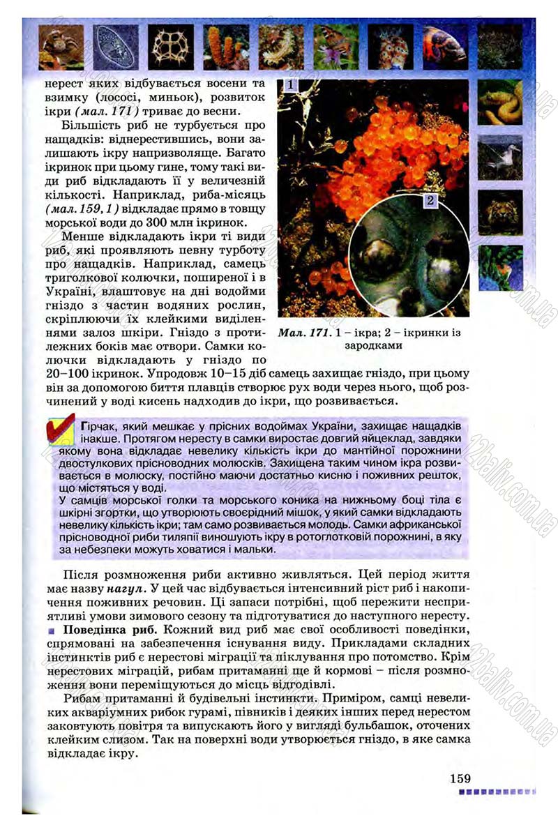 Сторінка 159 - Підручник Біологія 8 клас В.В. Серебряков, П.Г. Балан 2008