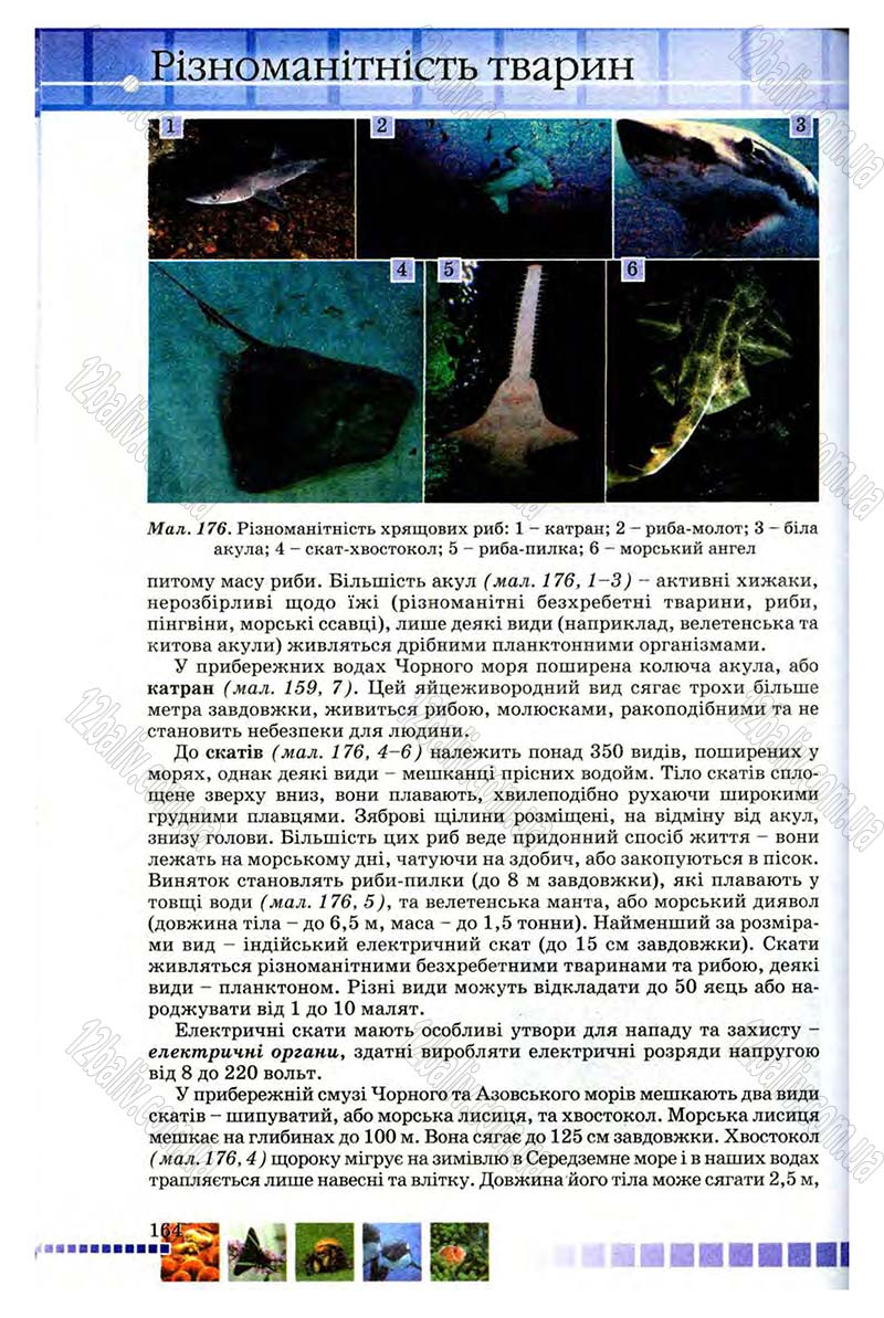 Сторінка 164 - Підручник Біологія 8 клас В.В. Серебряков, П.Г. Балан 2008