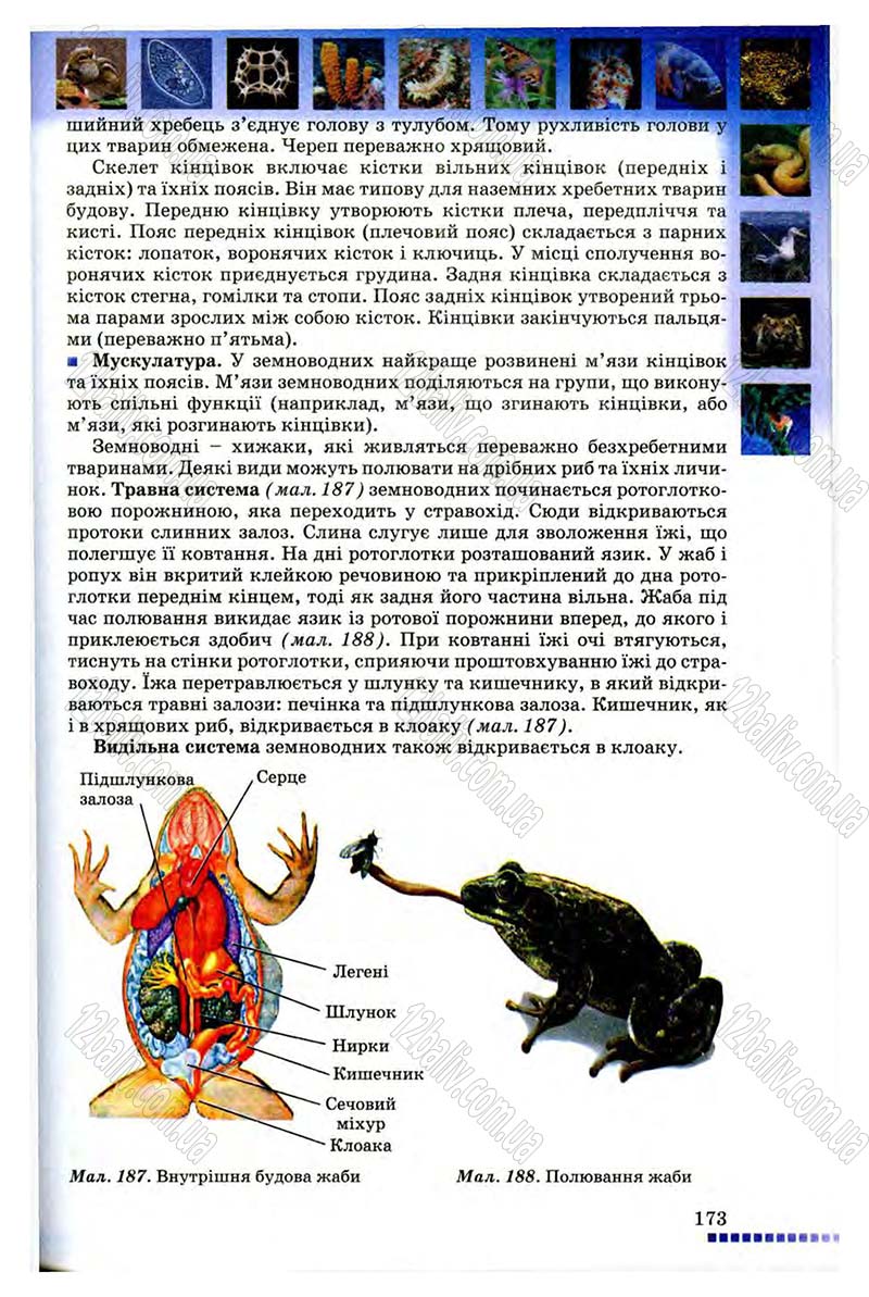 Сторінка 173 - Підручник Біологія 8 клас В.В. Серебряков, П.Г. Балан 2008
