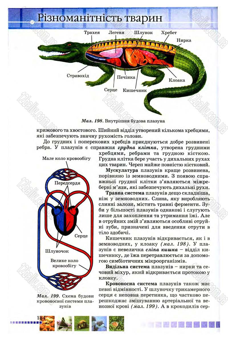 Сторінка 184 - Підручник Біологія 8 клас В.В. Серебряков, П.Г. Балан 2008