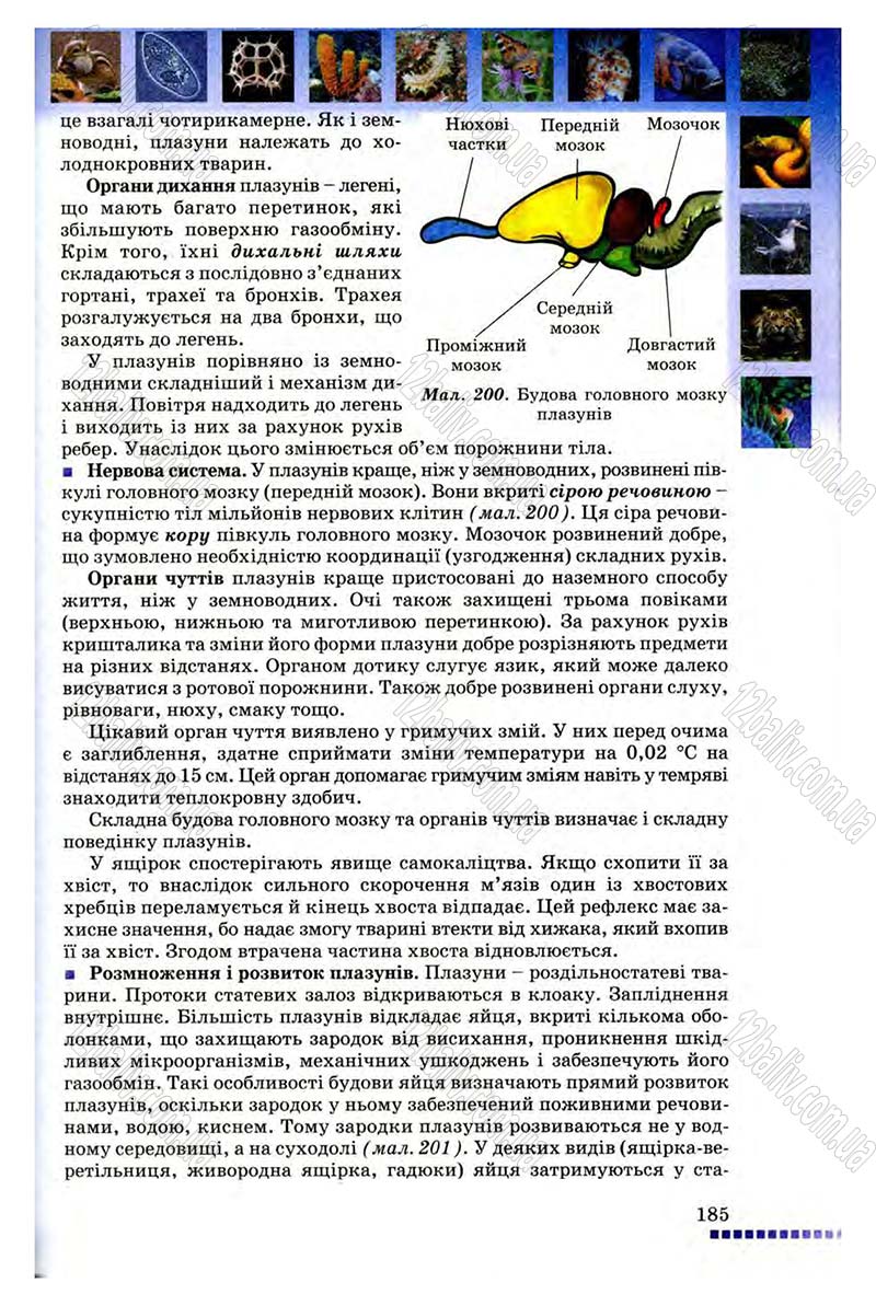 Сторінка 185 - Підручник Біологія 8 клас В.В. Серебряков, П.Г. Балан 2008