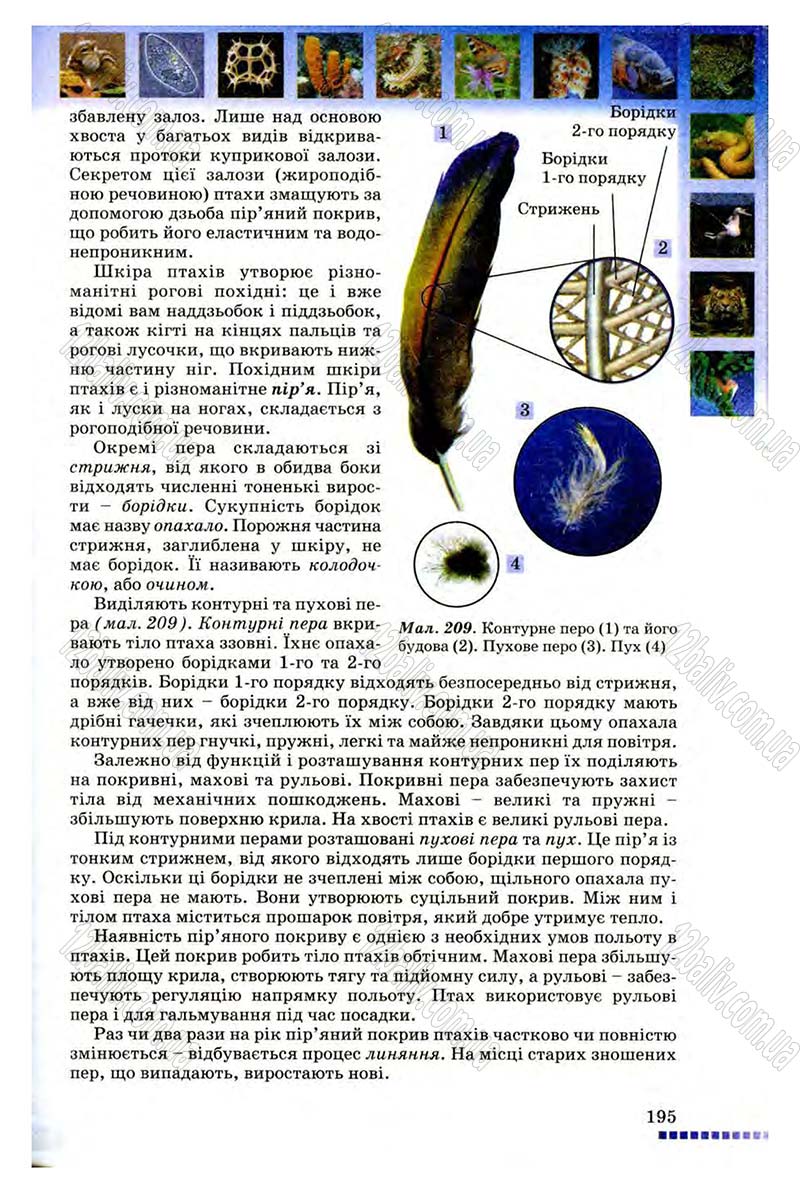 Сторінка 195 - Підручник Біологія 8 клас В.В. Серебряков, П.Г. Балан 2008