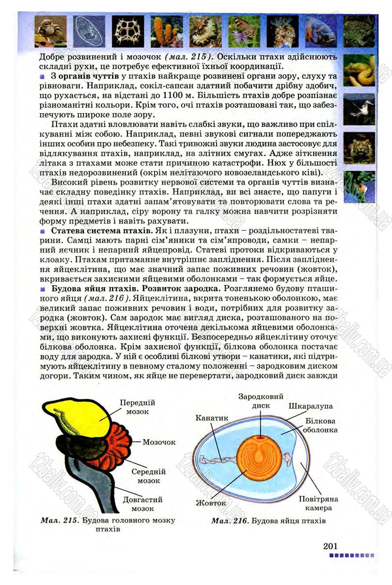 Сторінка 201 - Підручник Біологія 8 клас В.В. Серебряков, П.Г. Балан 2008