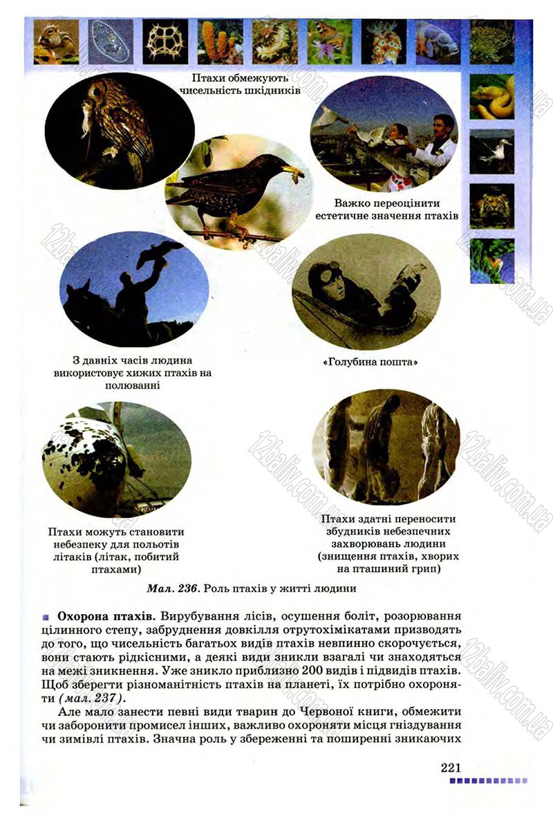 Сторінка 221 - Підручник Біологія 8 клас В.В. Серебряков, П.Г. Балан 2008